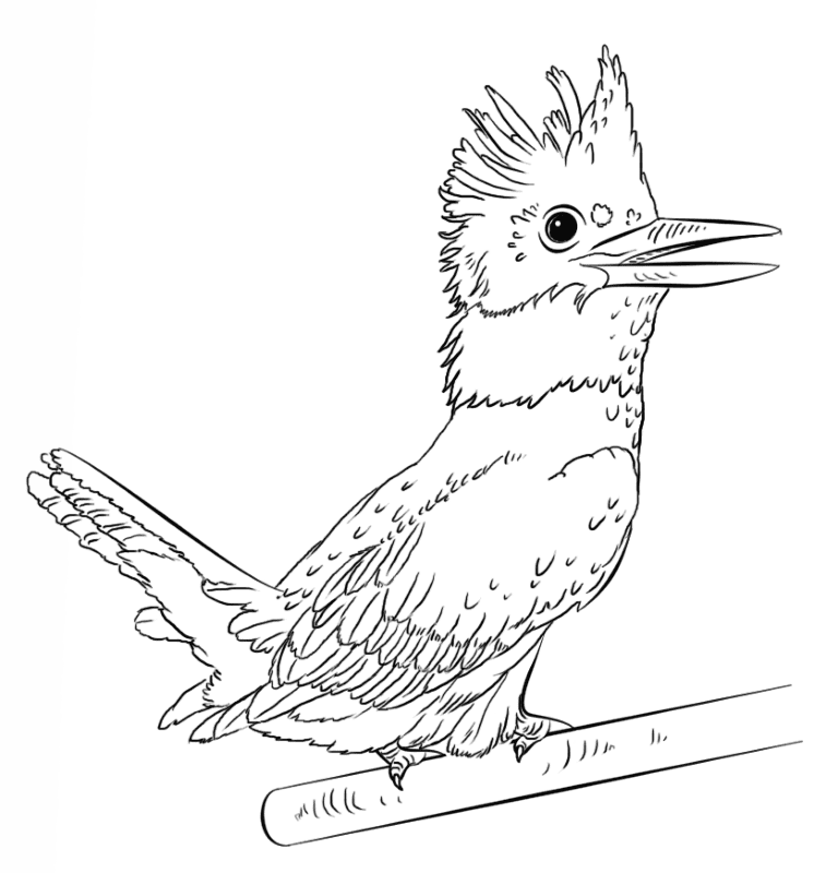 Desenho de Pássaros para colorir e imprimir: número 11