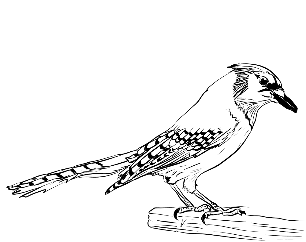 Desenho de Pássaros para colorir e imprimir: número 13