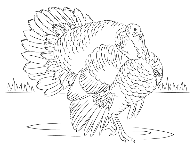 Desenho de Pássaros para colorir e imprimir: número 15