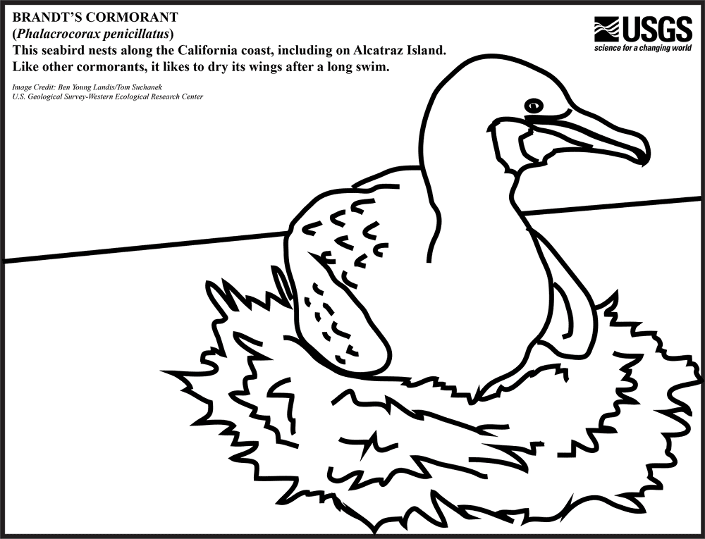 Desenho de Pássaros para colorir e imprimir: número 16