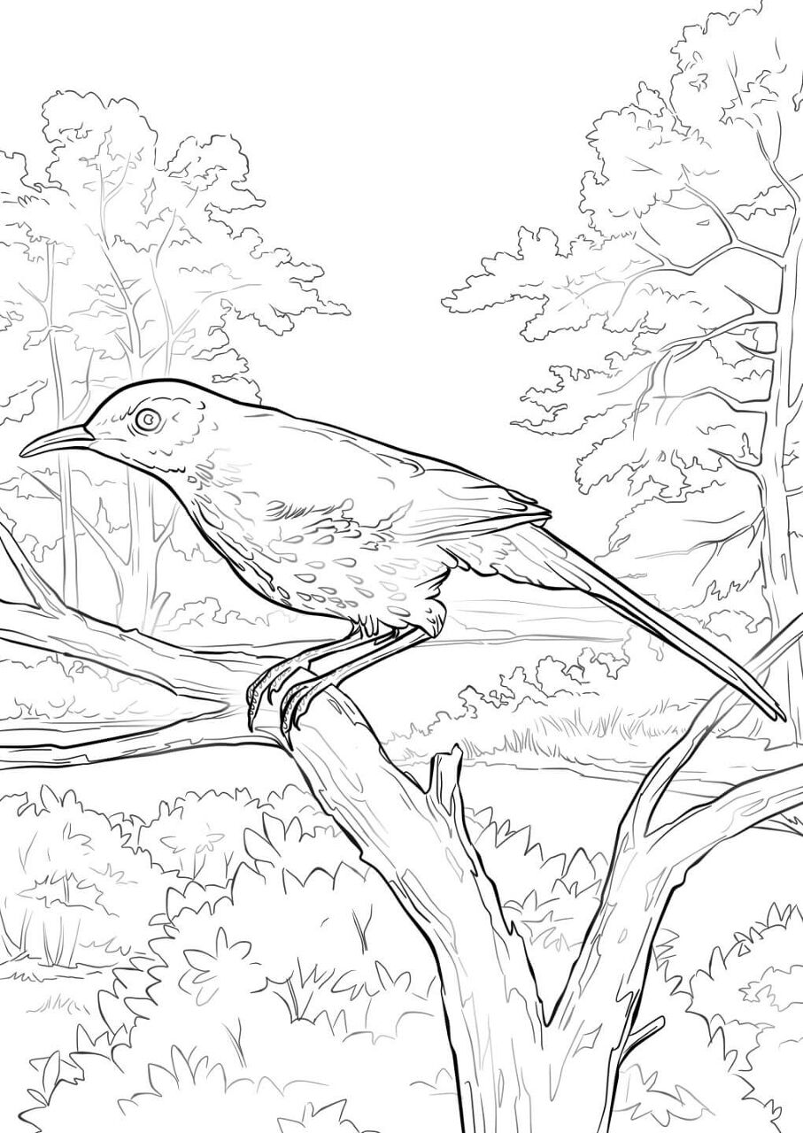 Desenho de Pássaros para colorir e imprimir: número 17