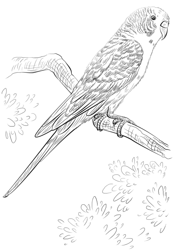 Desenho de Pássaros para colorir e imprimir: número 18