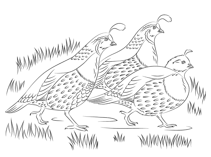 Desenho de Pássaros para colorir e imprimir: número 19
