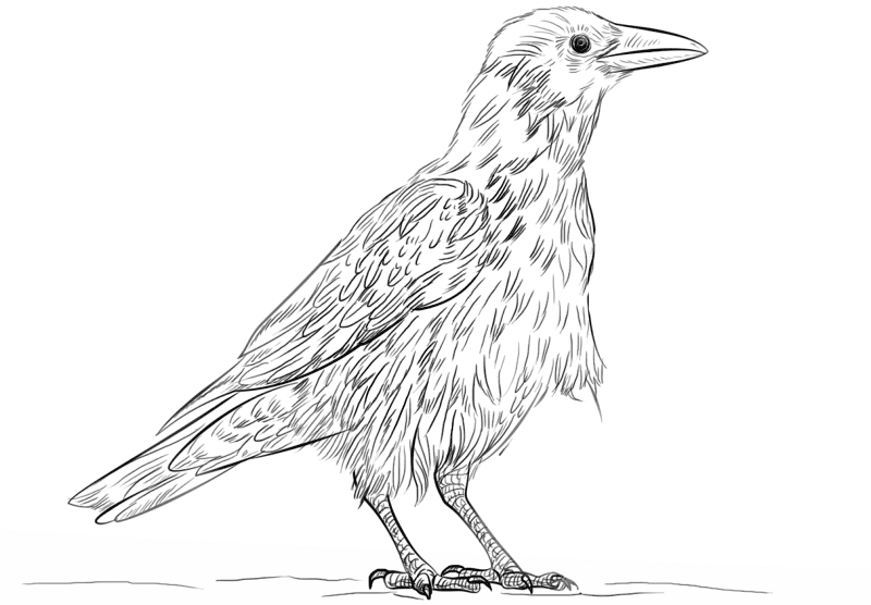 Desenho de Pássaros para colorir e imprimir: número 23