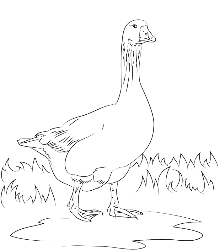 Desenho de Pássaros para colorir e imprimir: número 29