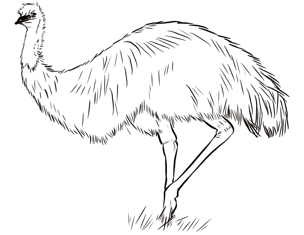 Desenho de Pássaros para colorir e imprimir: número 30