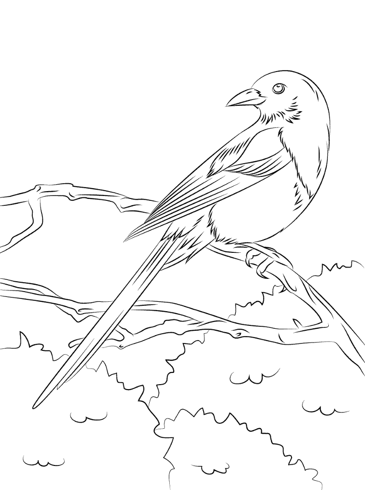 Desenho de Pássaros para colorir e imprimir: número 31