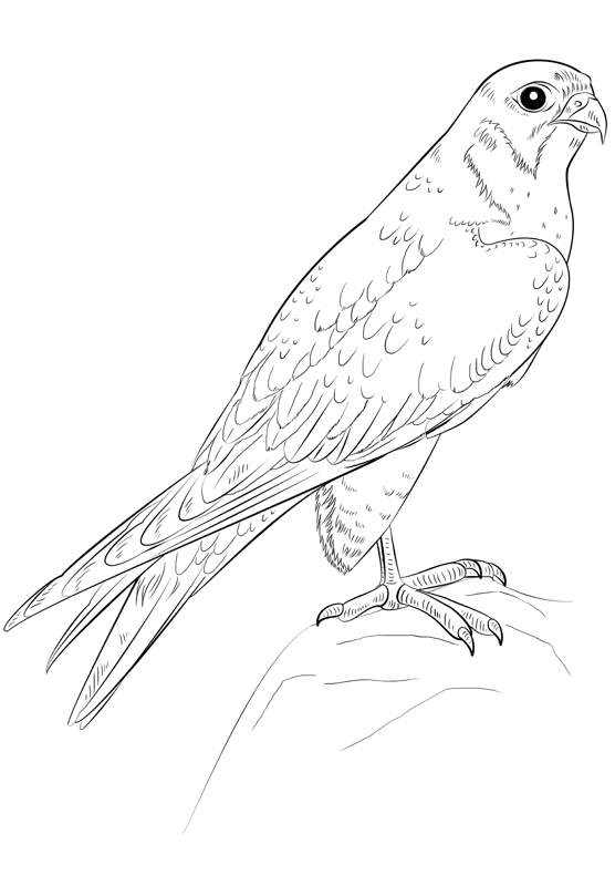 Desenho de Pássaros para colorir e imprimir: número 32