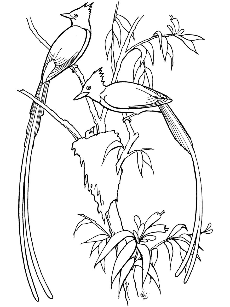 Desenho de Pássaros para colorir e imprimir: número 33