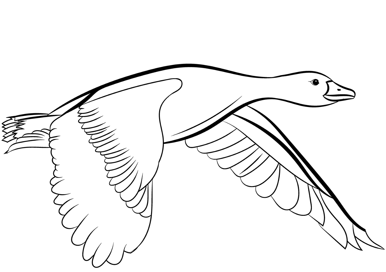 Desenho de Pássaros para colorir e imprimir: número 34