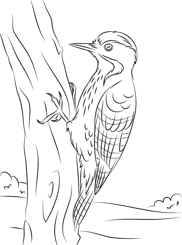Desenho de Pássaros para colorir e imprimir: número 35