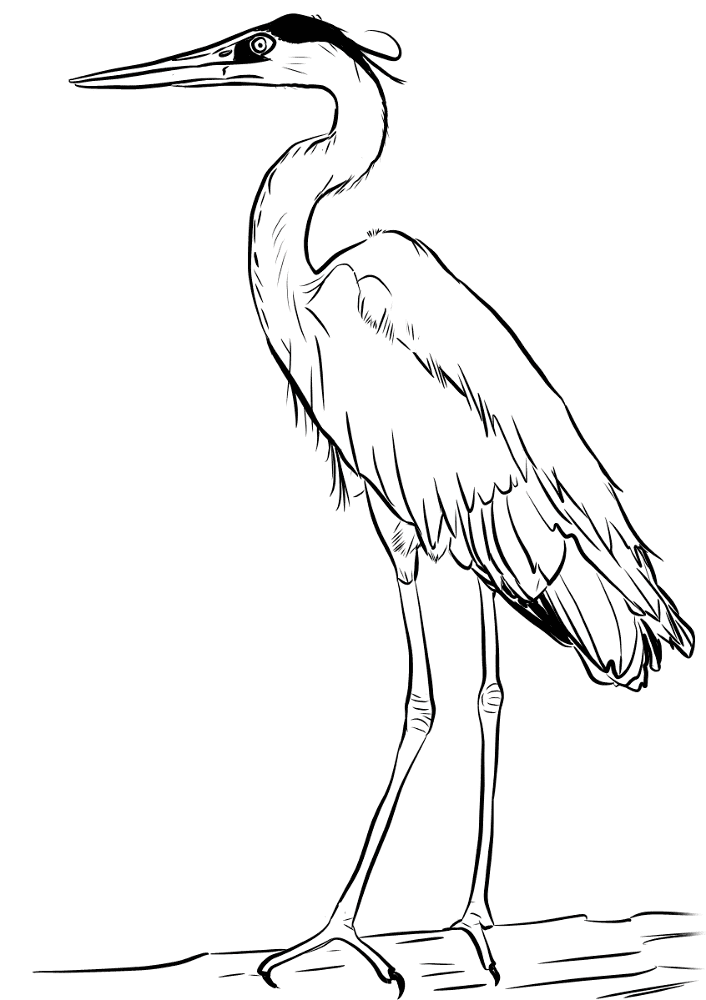 Desenho de Pássaros para colorir e imprimir: número 38