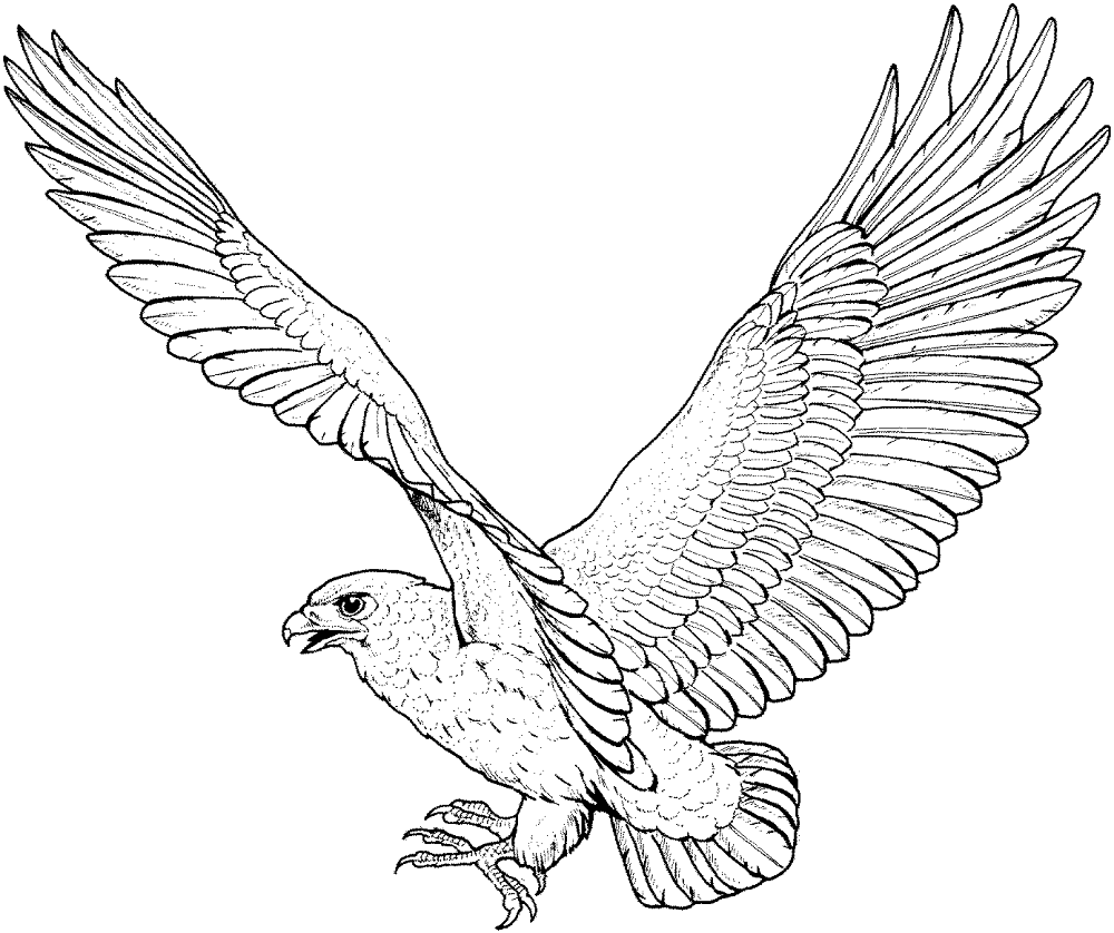 Desenho de Pássaros para colorir e imprimir: número 42
