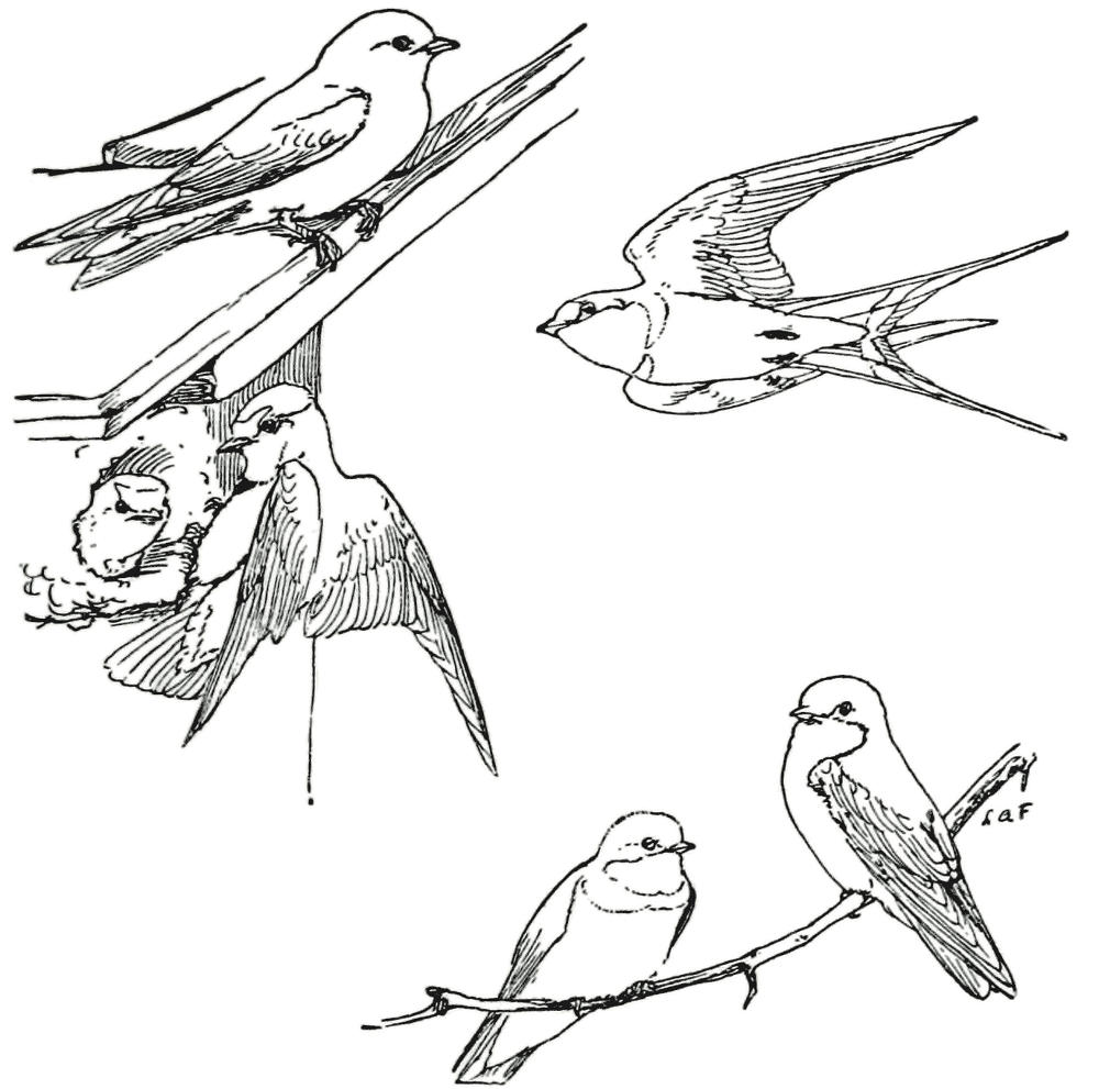 Desenho de Pássaros para colorir e imprimir: número 44