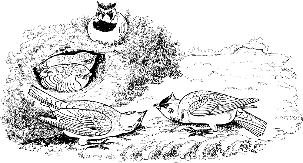 Desenho de Pássaros para colorir e imprimir: número 45
