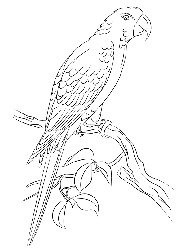Desenho de Pássaros para colorir e imprimir: número 48