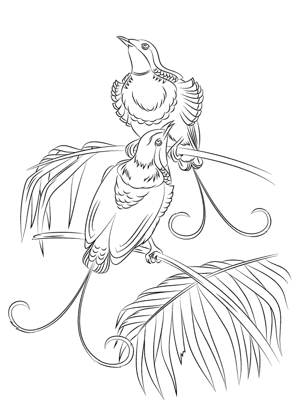 Desenho de Pássaros para colorir