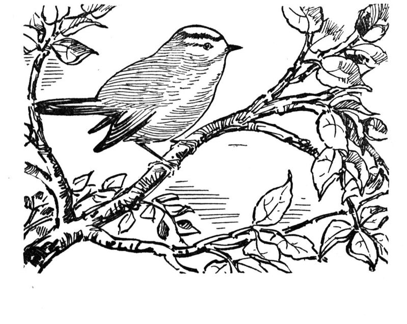 Desenho de Pássaros para colorir