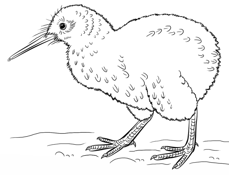 Desenho de Pássaros para colorir