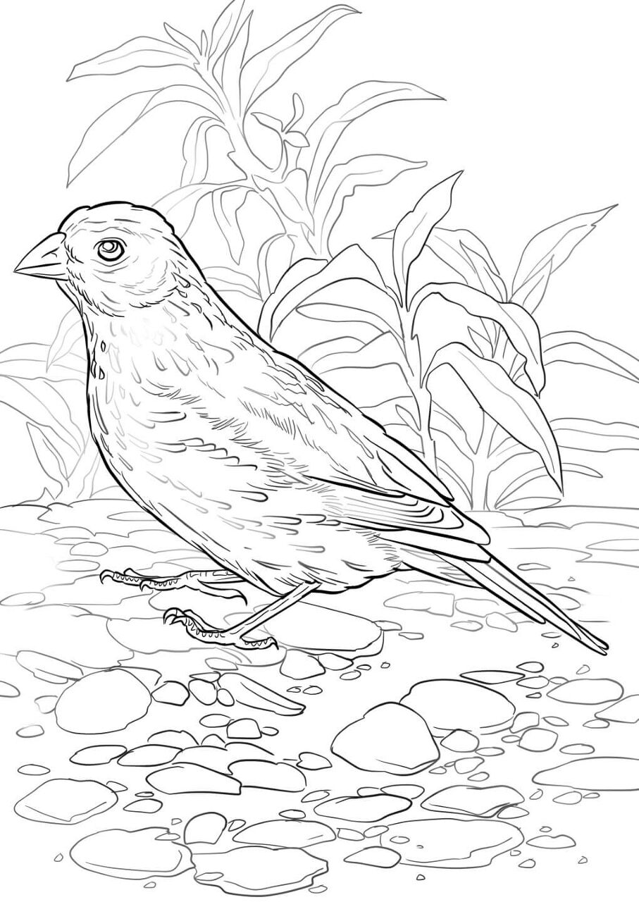 Desenho de Pássaros para colorir