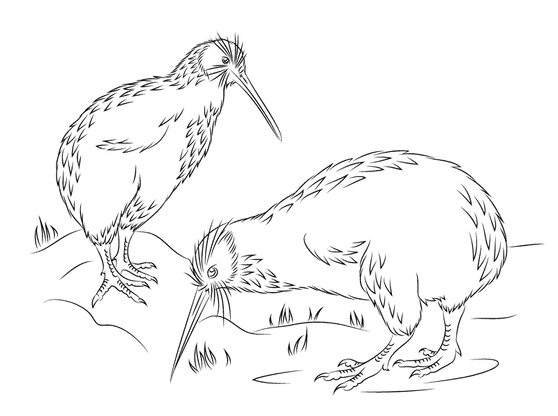 Desenho de Pássaros para colorir