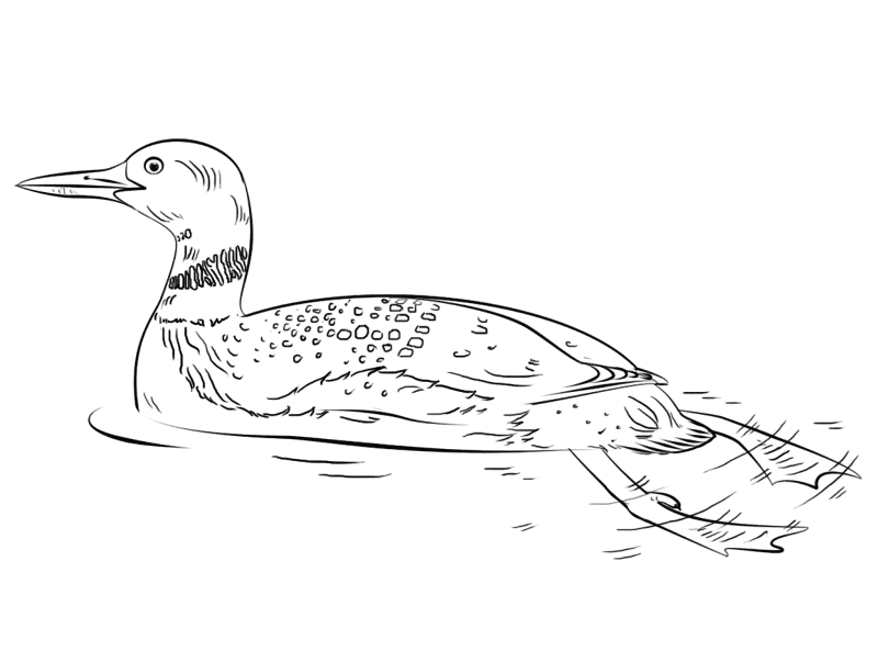 Desenho de Pássaros para colorir