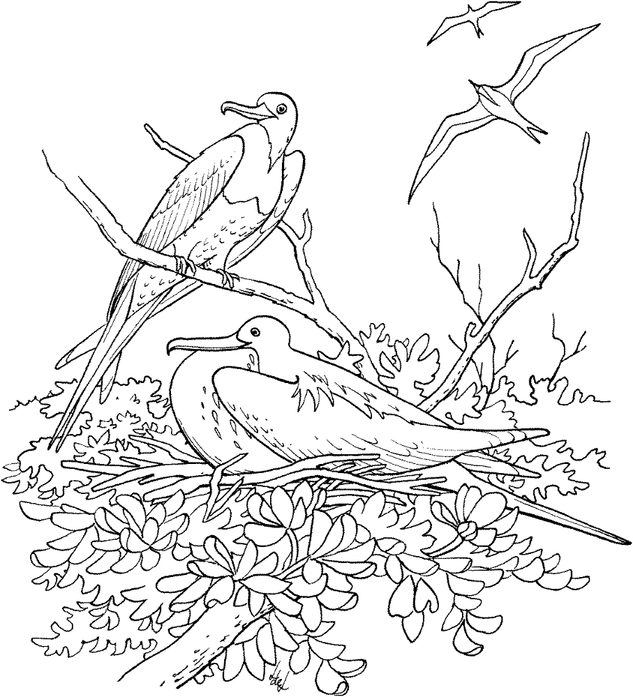 Desenho de Pássaros para colorir
