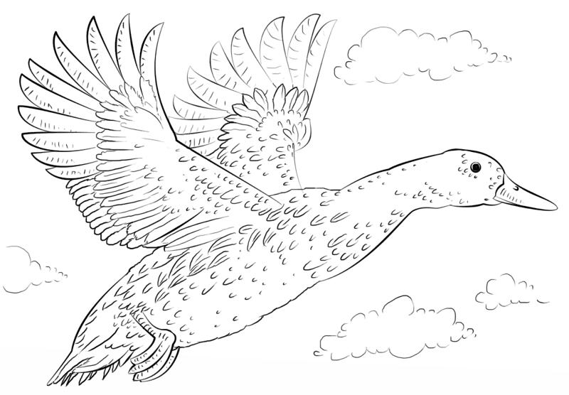 Desenho de Pássaros para colorir