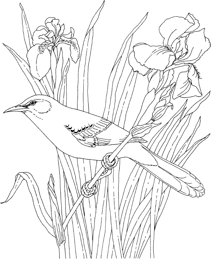 Desenho de Pássaros para colorir