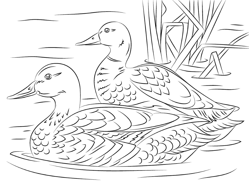 Desenho de Pássaros para colorir