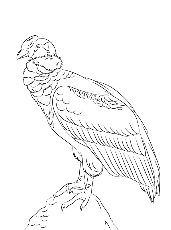 Desenho de Pássaros para colorir