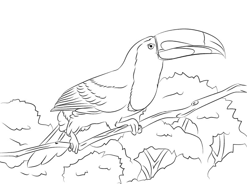 Desenho de Pássaros para colorir