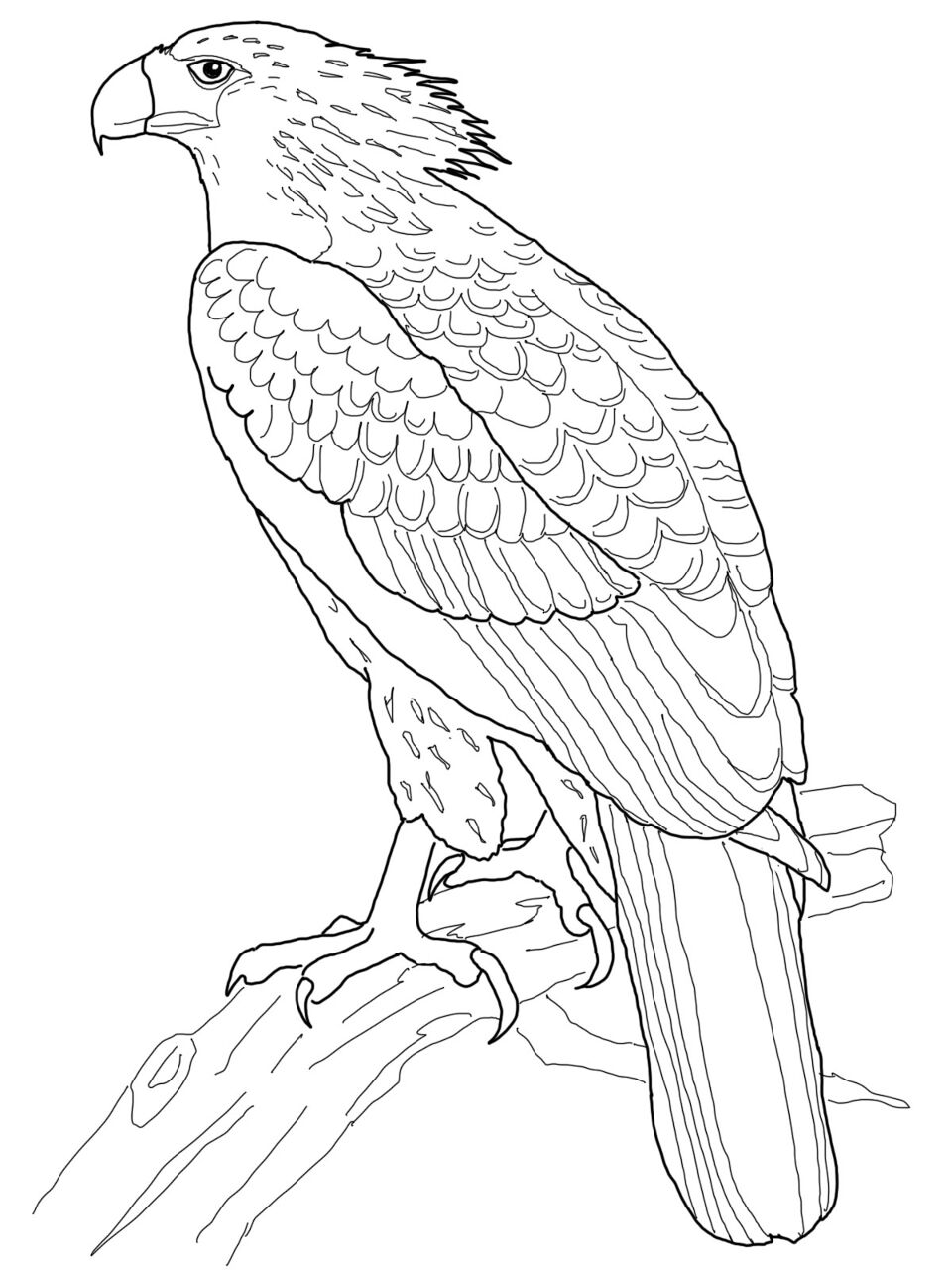Desenho de Pássaros para colorir