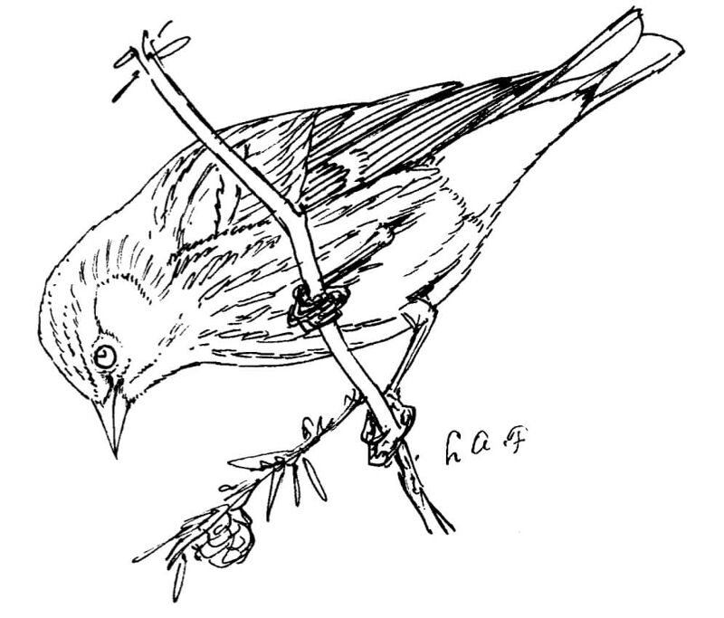 Desenho de Pássaros para colorir