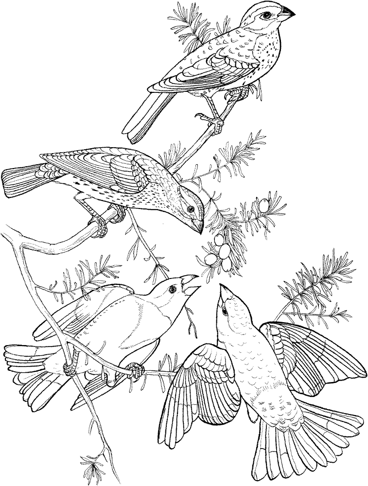 Desenho de Pássaros para colorir