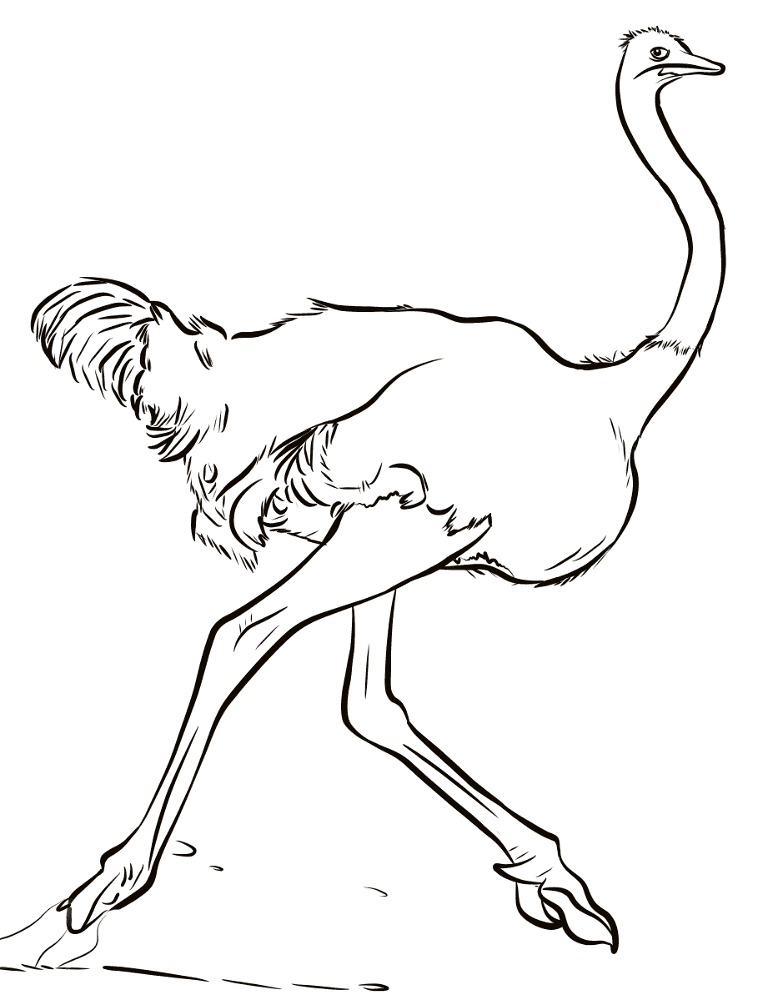Desenho de Pássaros para colorir