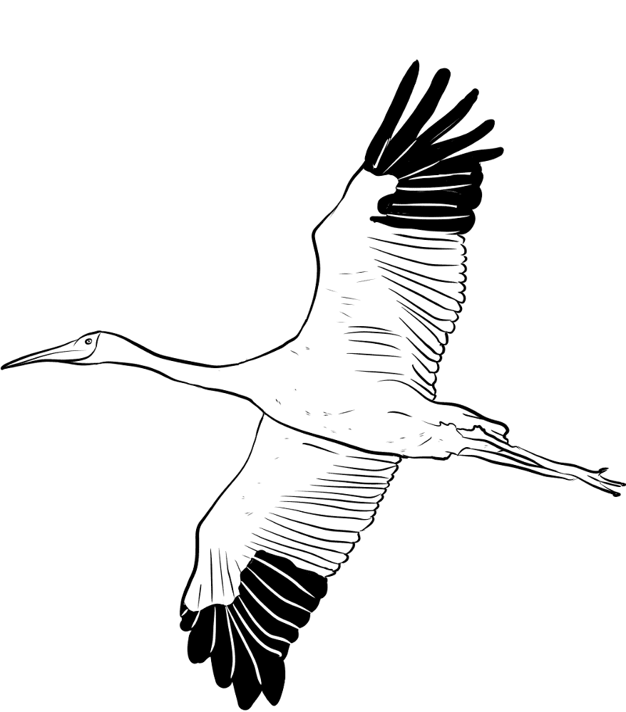 Desenho de Pássaros para colorir