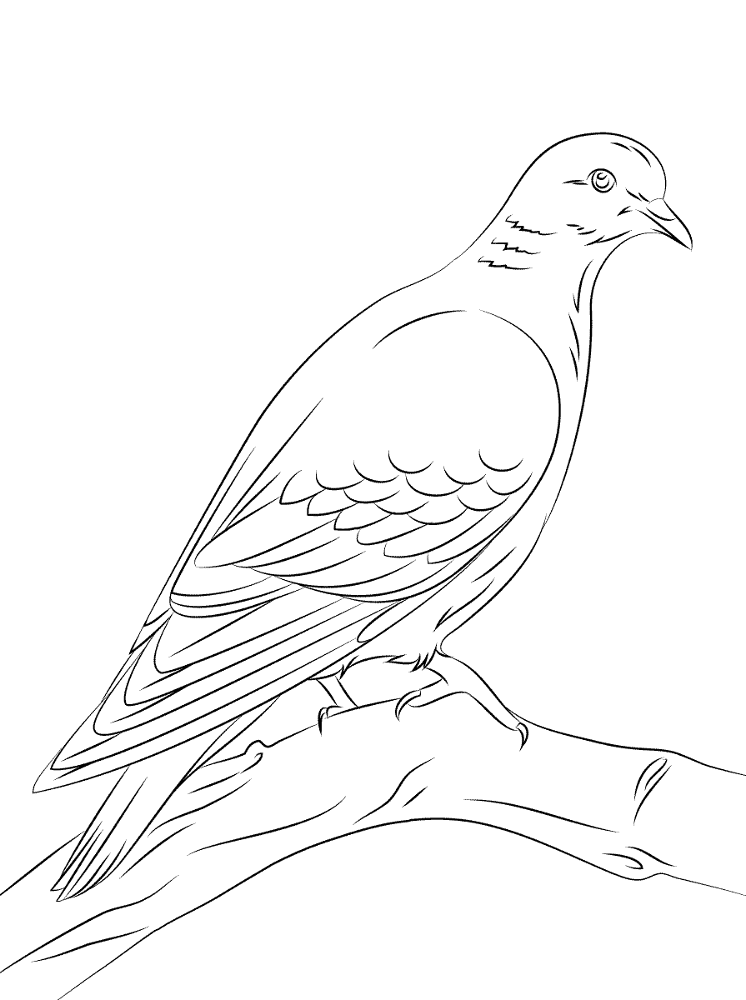 Desenho de Pássaros para colorir