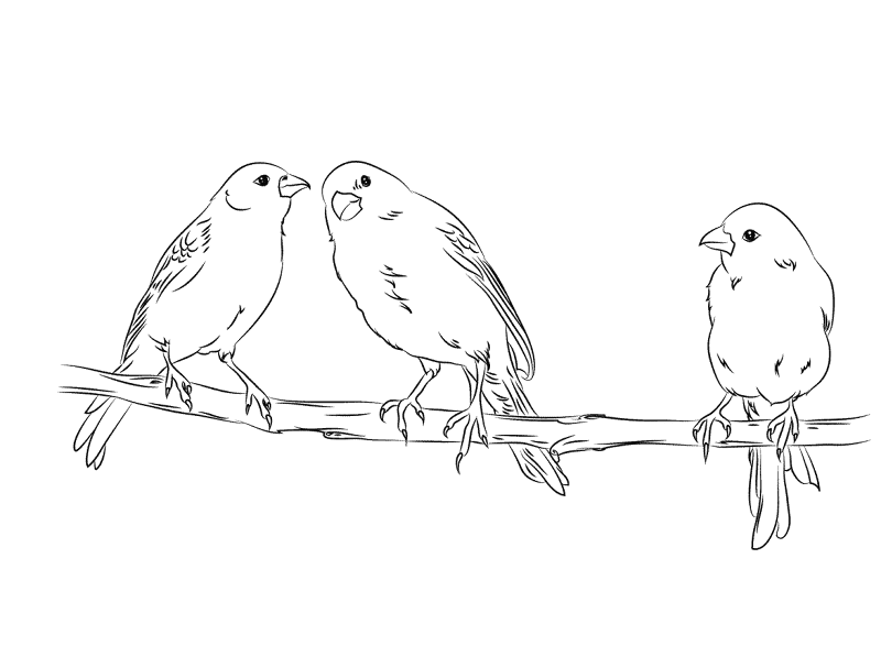 Desenho de Pássaros para colorir