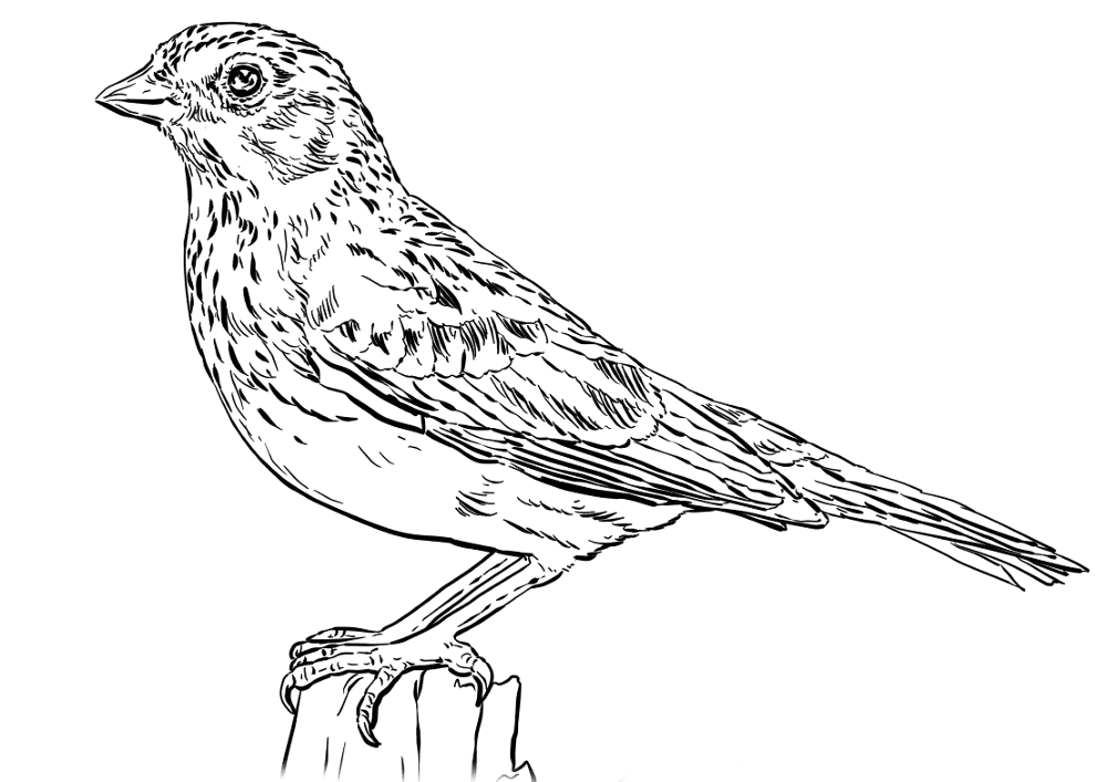 Desenho de Pássaros para colorir