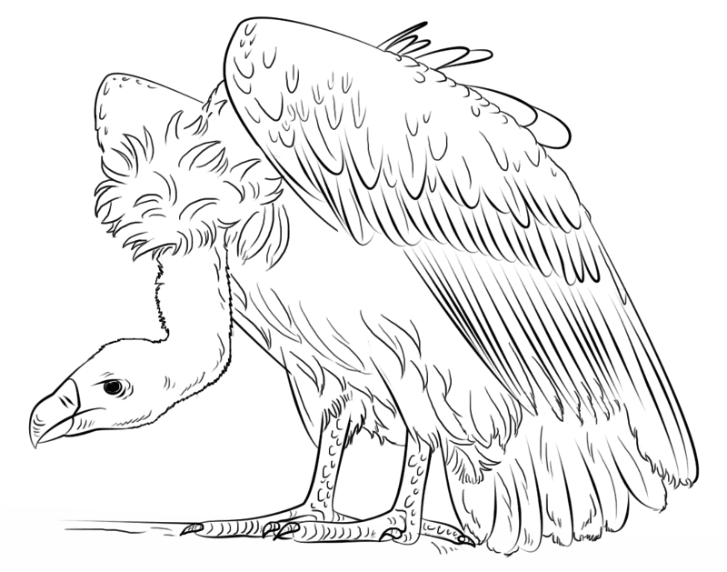 Desenho de Pássaros para colorir