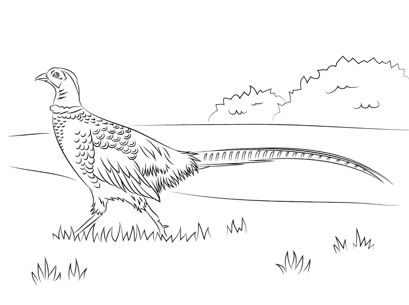 Desenho de Pássaros para colorir