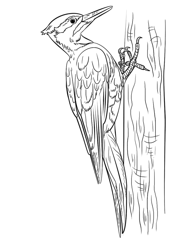 Desenho de Pássaros para colorir
