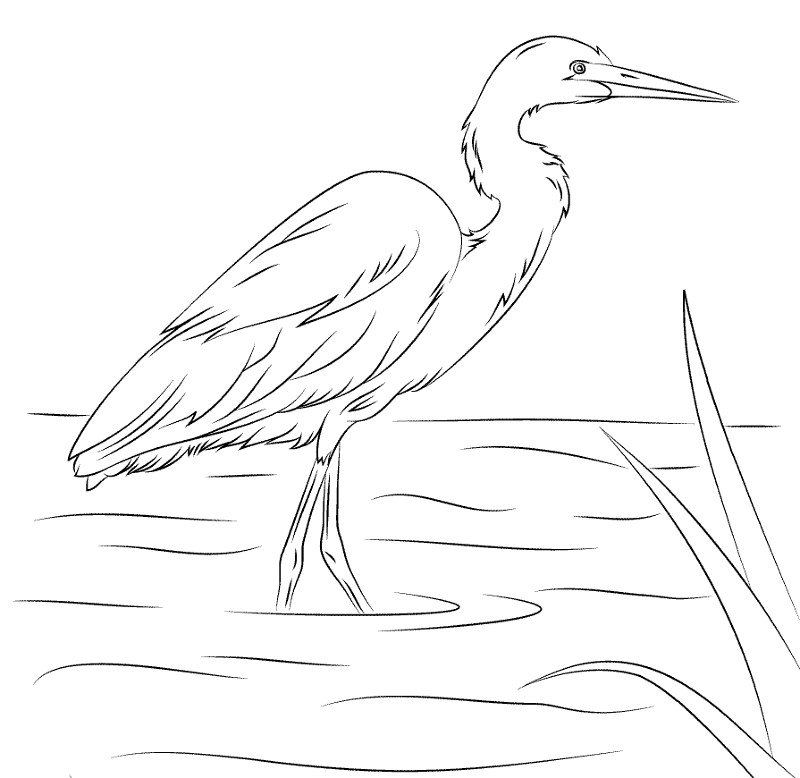 Desenho de Pássaros para colorir