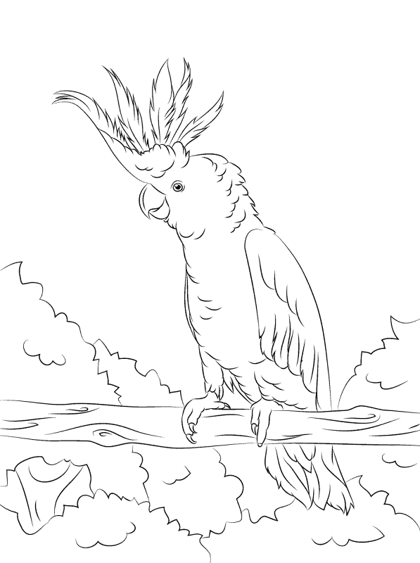 Desenho de Pássaros para colorir