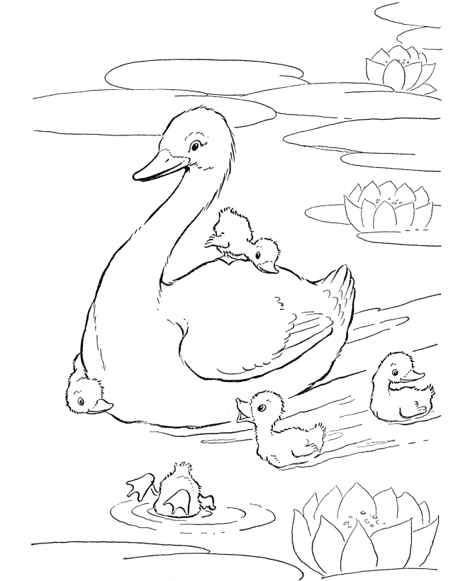 Desenho de Patinhos para colorir e imprimir: número 5