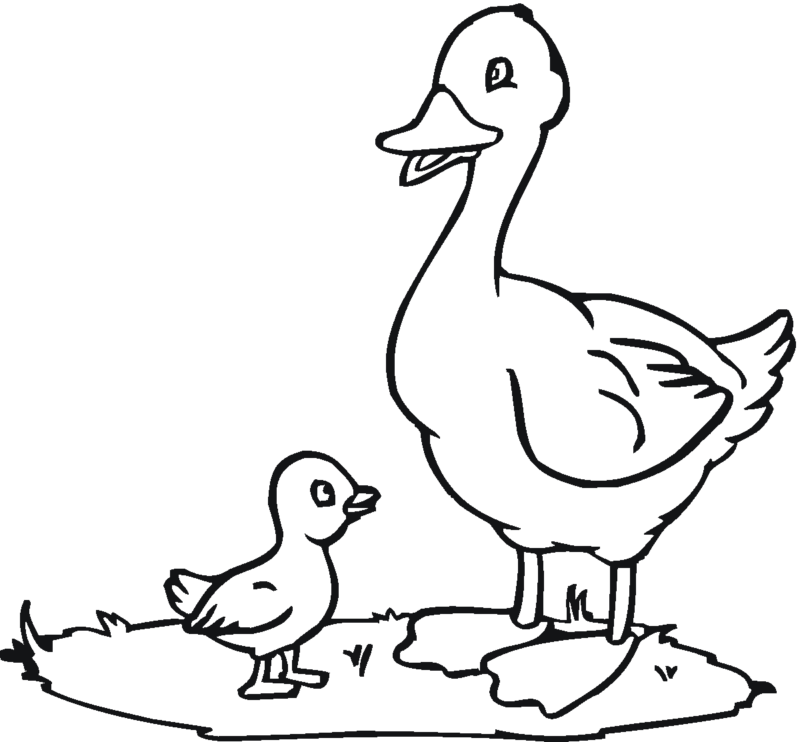 Desenho de Patinhos para colorir e imprimir: número 7
