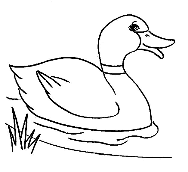 Desenho de Patinhos para colorir e imprimir: número 8