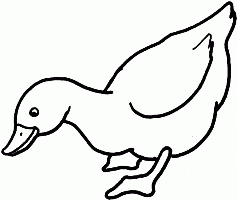 Desenho de Patinhos para colorir e imprimir: número 14