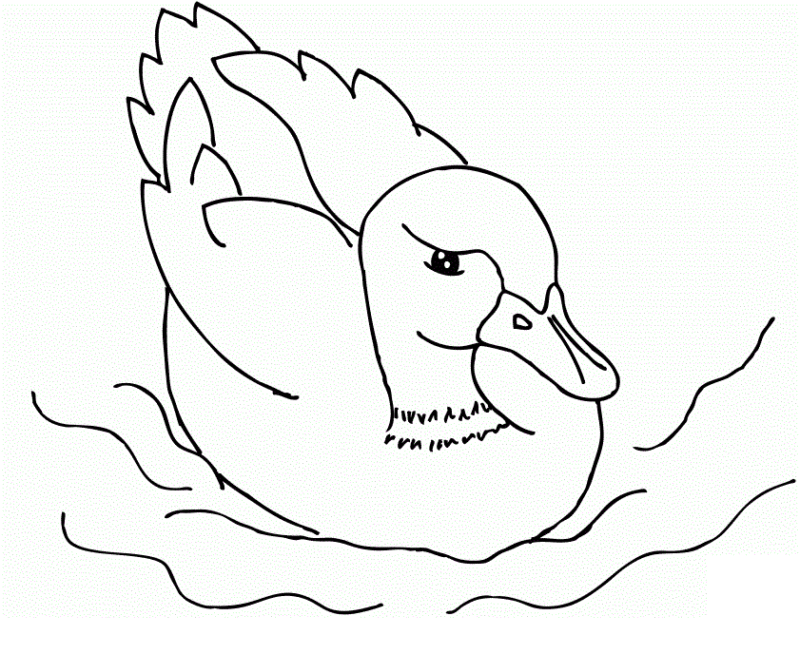 Desenho de Patinhos para colorir e imprimir: número 15